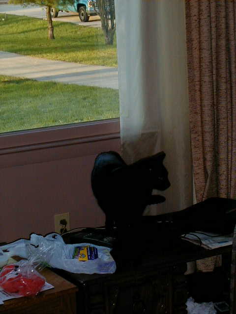 cat2.JPG, 32961 bytes, 2001/05/21