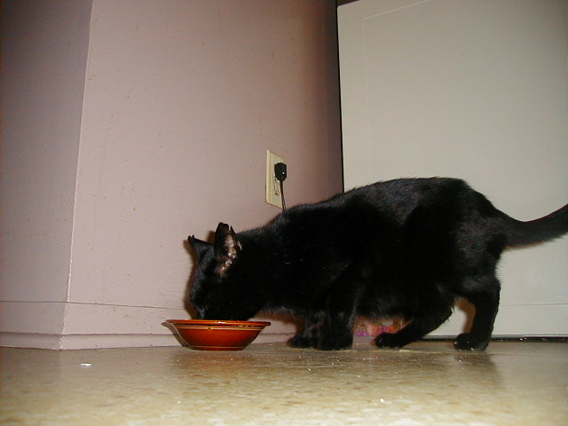 cat3.JPG, 54926 bytes, 2001/04/19